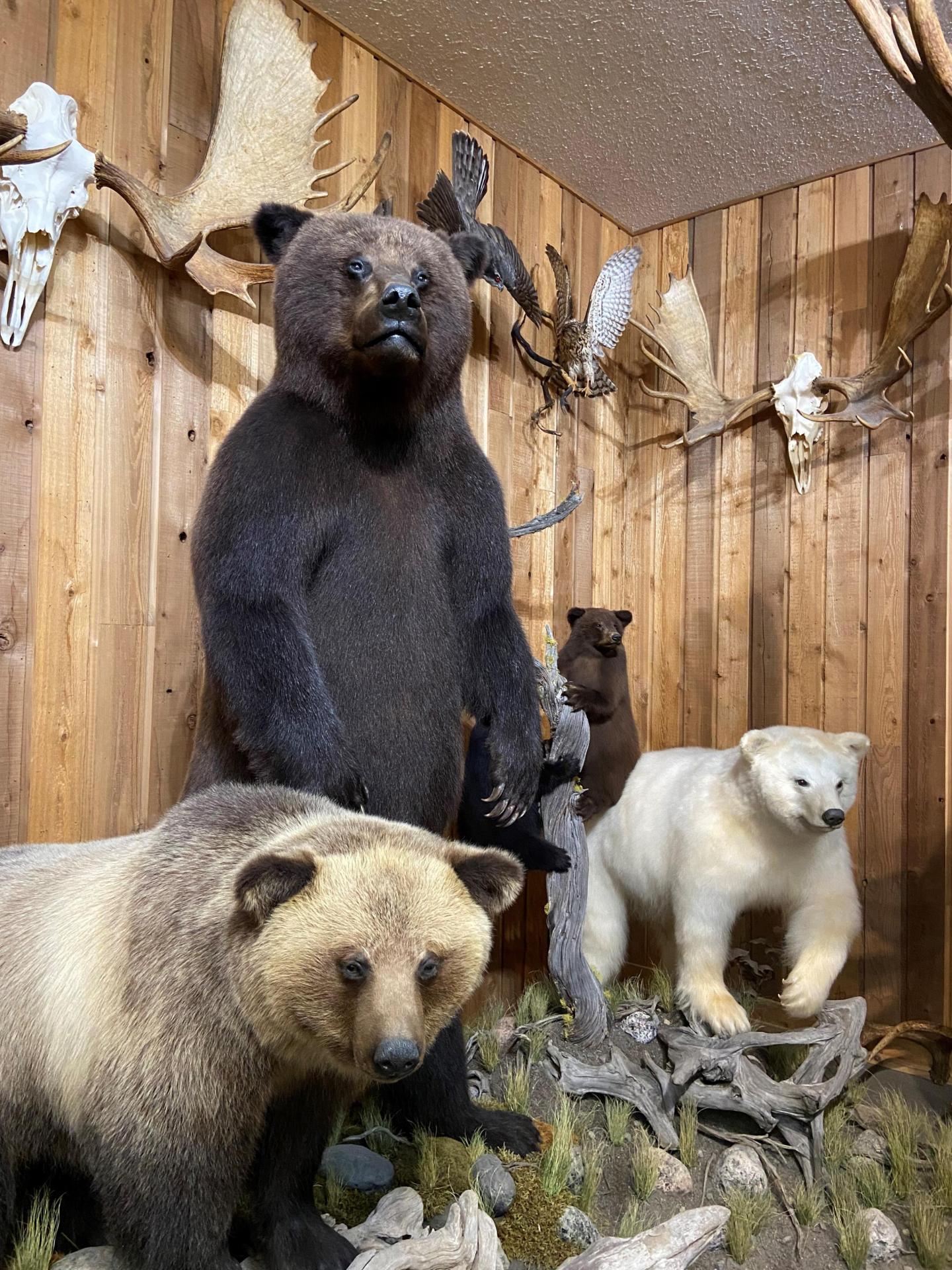 Canadian Wildlife Museum