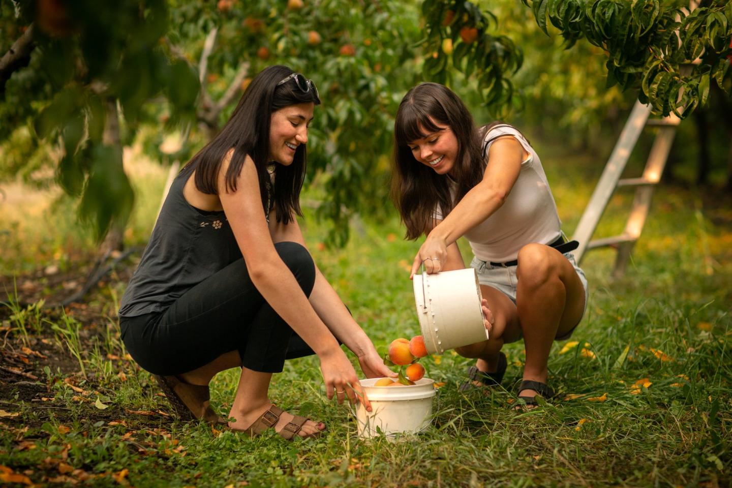 women picking peaches in bucket at orchard