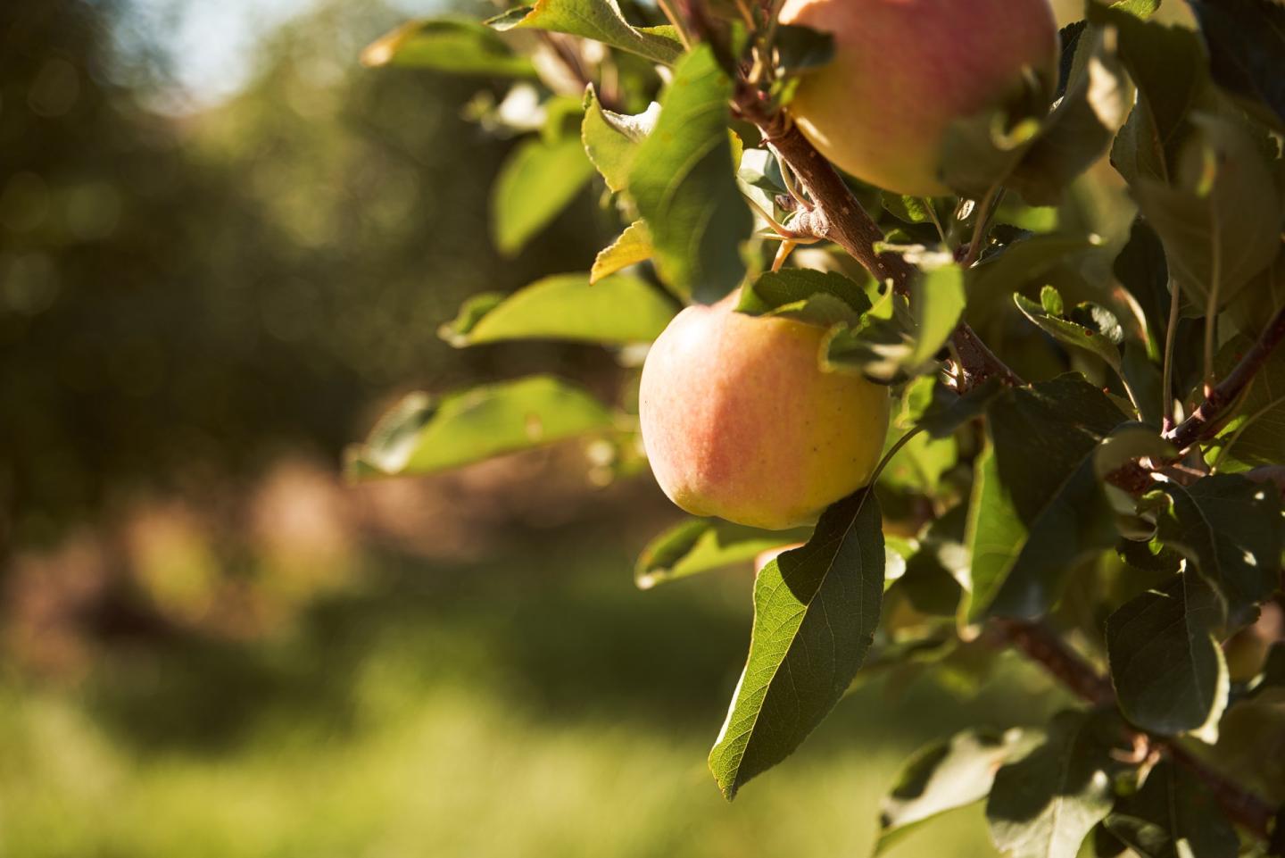 apple on branch in orchard