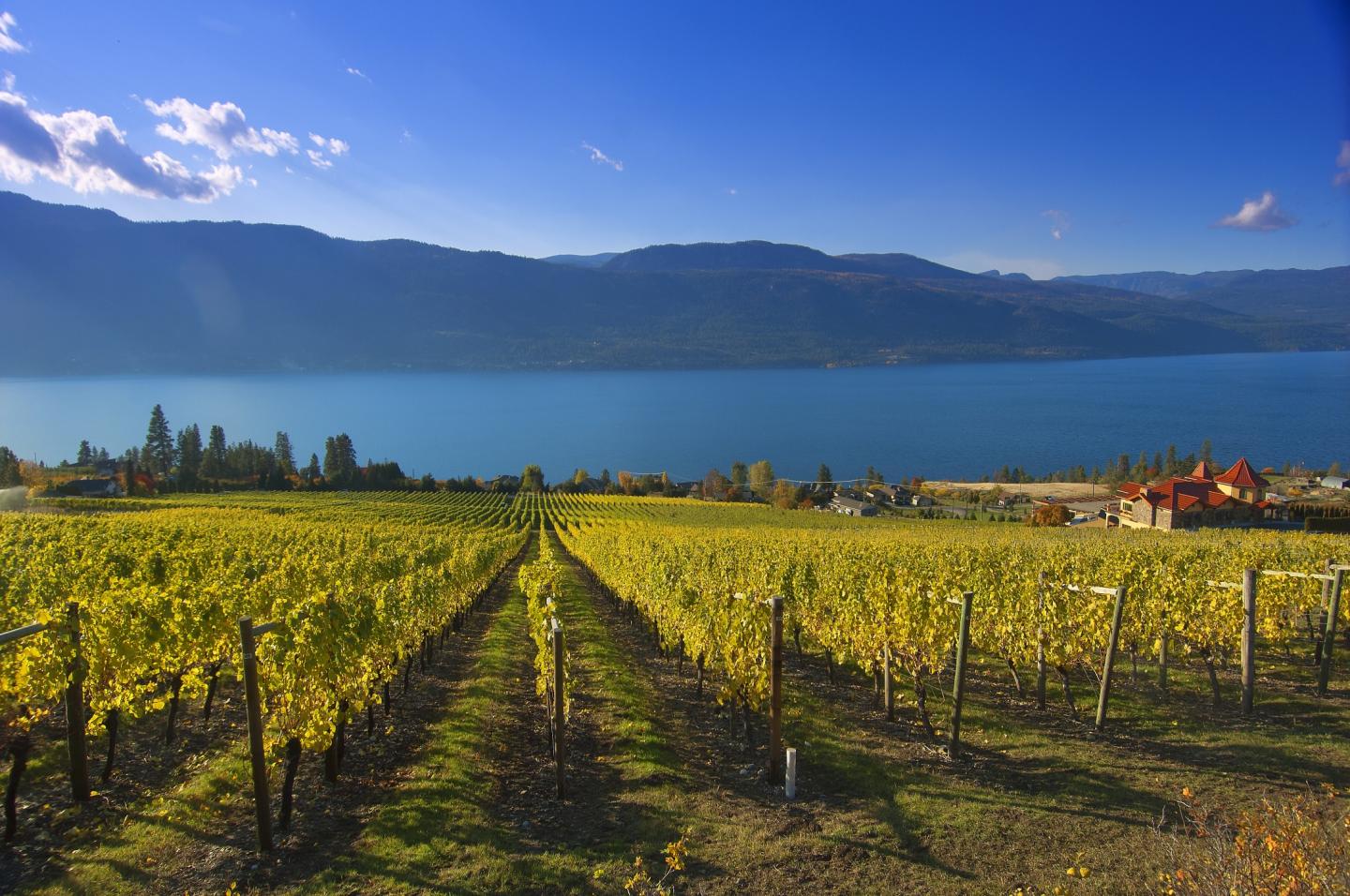 Wine Tours Tourism Vernon