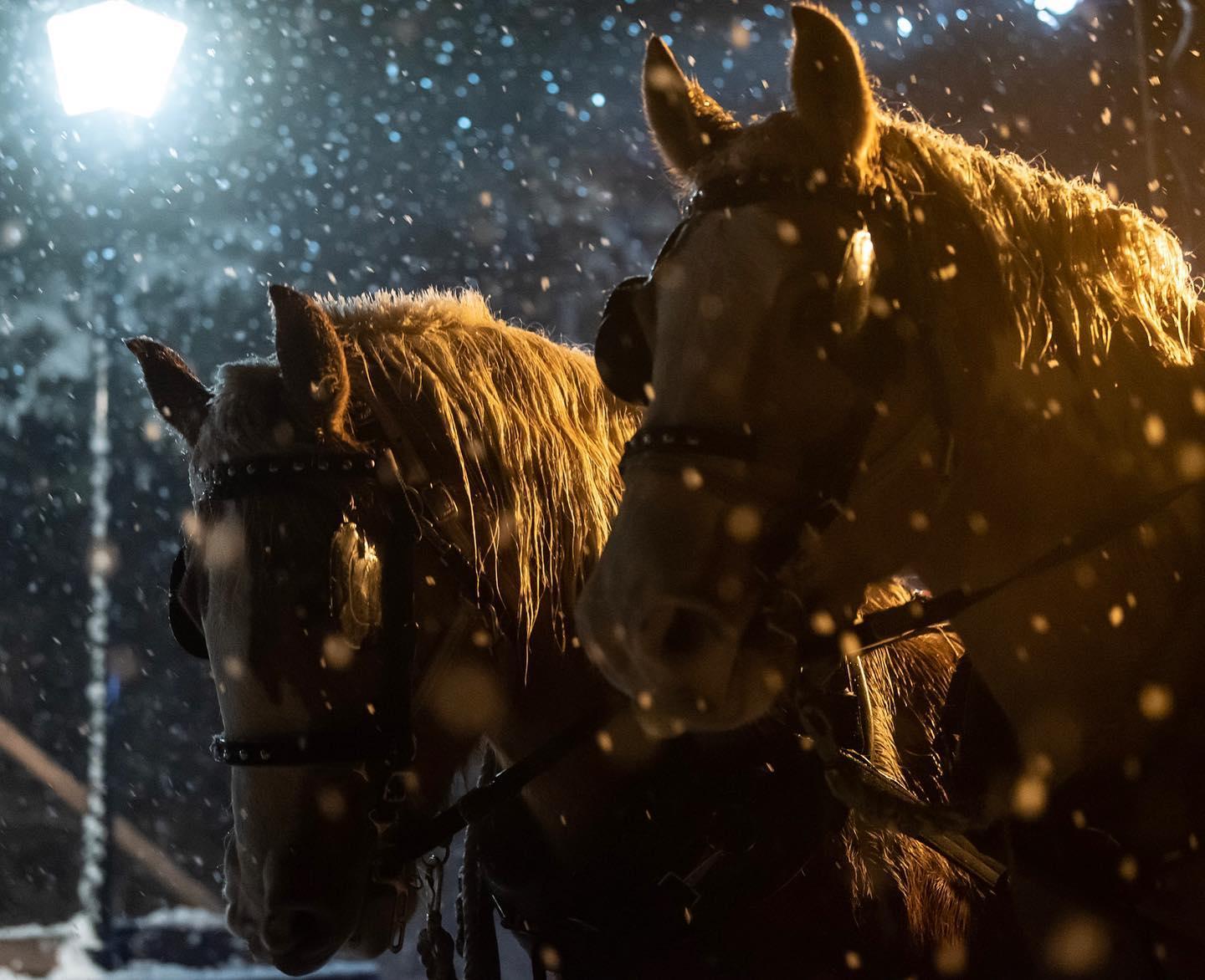 horses at Caravan Farm Theatre in Armstrong