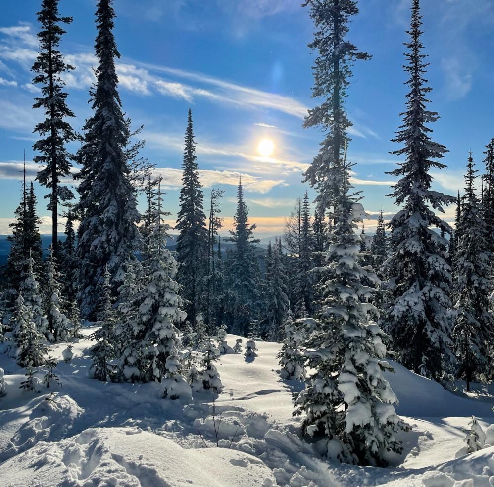 tree in winter time