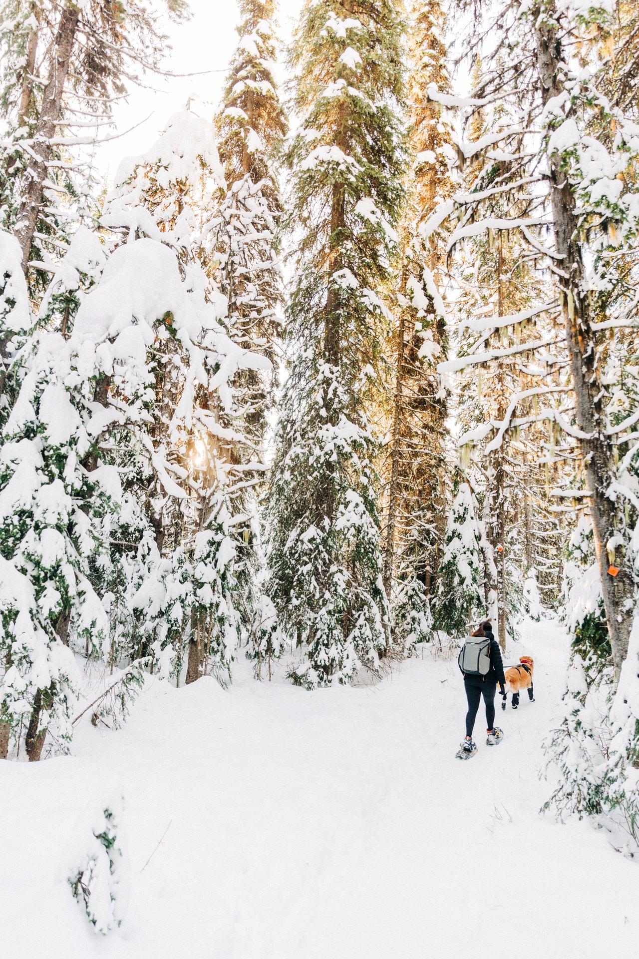 woman snowshoeing with gold retriever dog in forest
