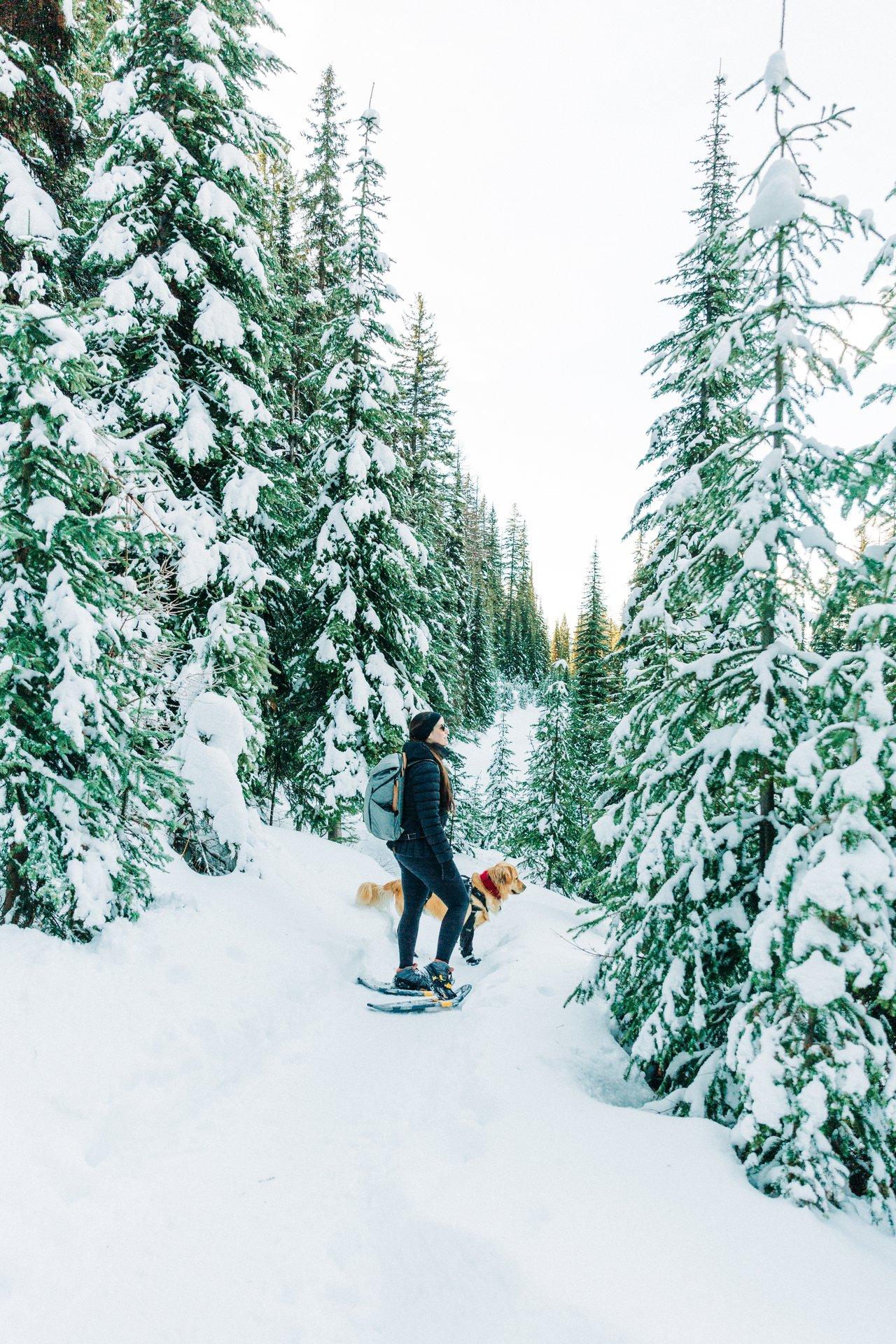 woman snowshoeing with gold retriever dog in forest