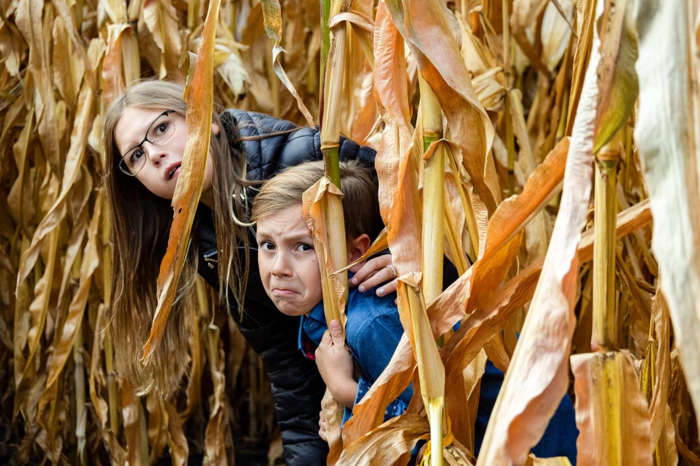 O'Keefe Ranch Corn Maze