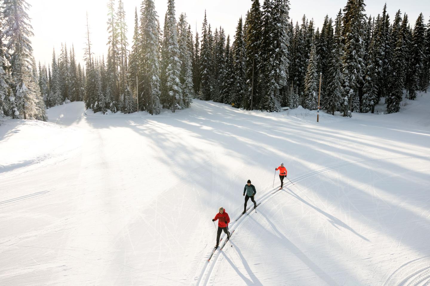 Cross-country skiers in a snowy forest under sunlight.